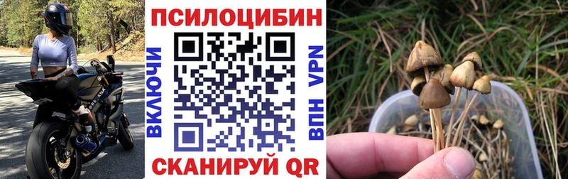 Галлюциногенные грибы Psilocybe  Стрежевой 